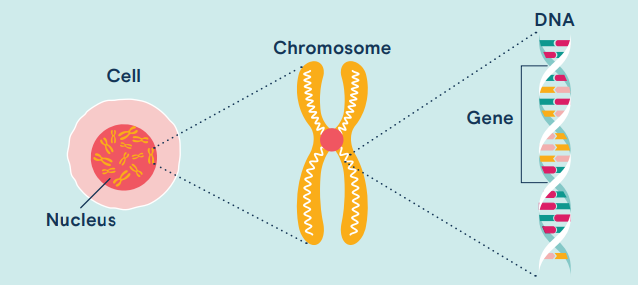 diagram explaining the structure of genes