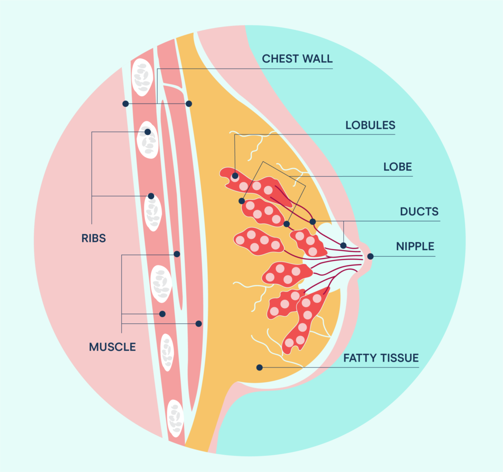 Taking a Closer Look at the Anatomy and Physiology of the Female Breast