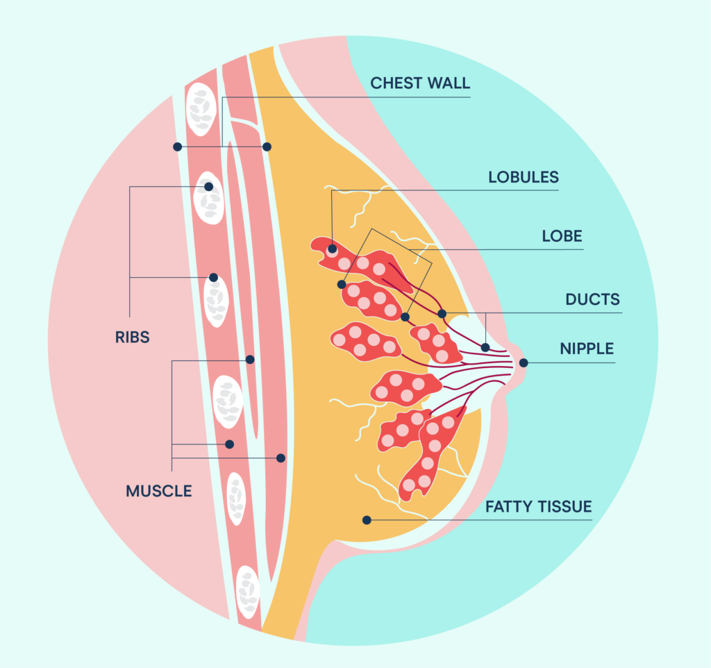 Breast Anatomy (1/5)  Situation, Extent & Structure of Breast