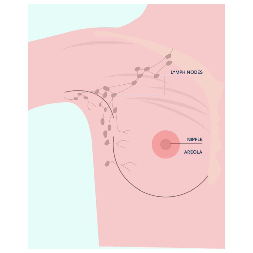 External and Internal View of the Female Breast Anatomy – Medical