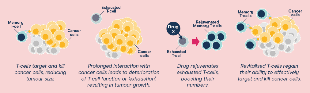 Diagram showing T-Cells