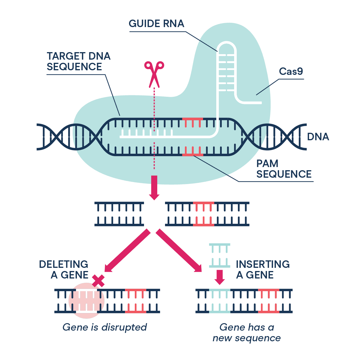 A diagram of CRISPR gene editing 